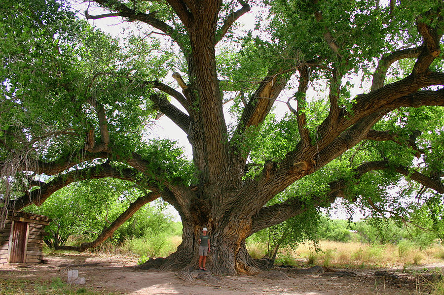 Cottonwood Tree Photograph by Gene Taylor
