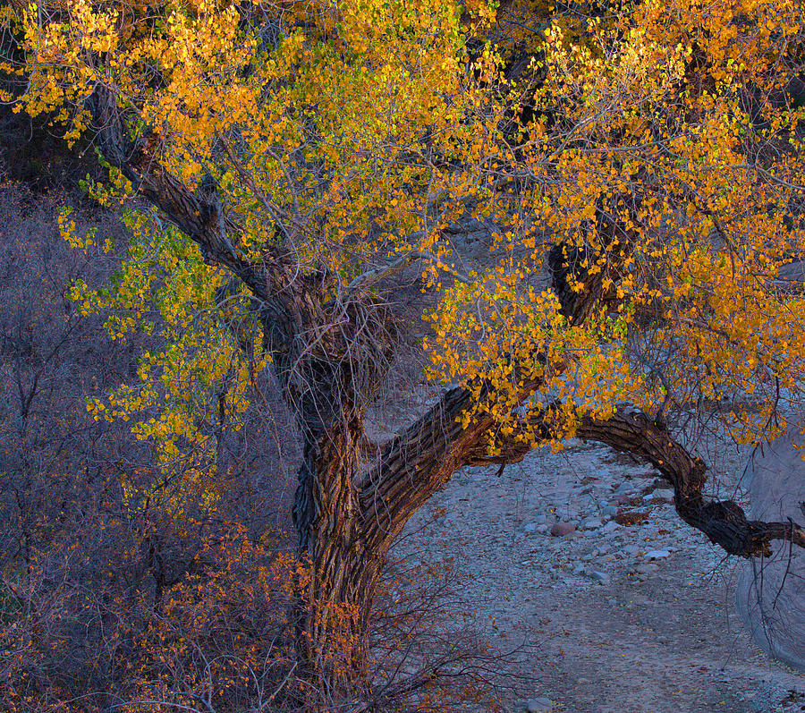 Cottonwood Tree In Autumn Photograph by Stephen Vecchiotti