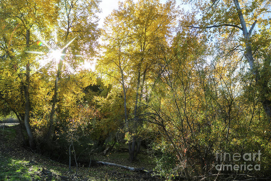 Cottonwood Trees in the Fall Sun Photograph by Vivian Krug Cotton