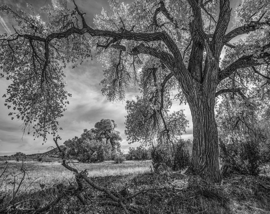 Cottonwood trees near Cerrillos, New Mexi Photograph by Tim Fitzharris
