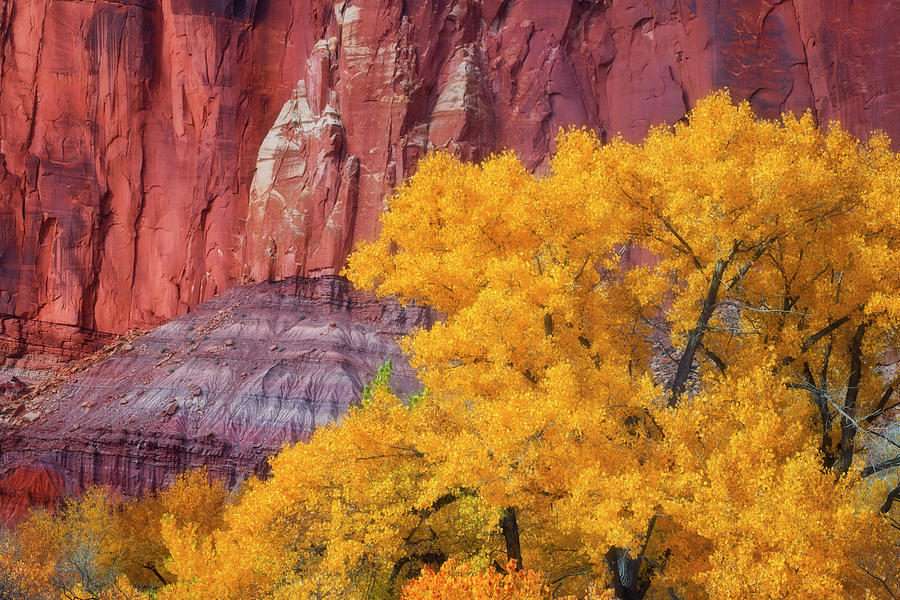 temperen droog Regeringsverordening Cottonwood trees turn autumn gold during late October in Capitol Reef  National Park. Photograph by Larry Geddis - Fine Art America