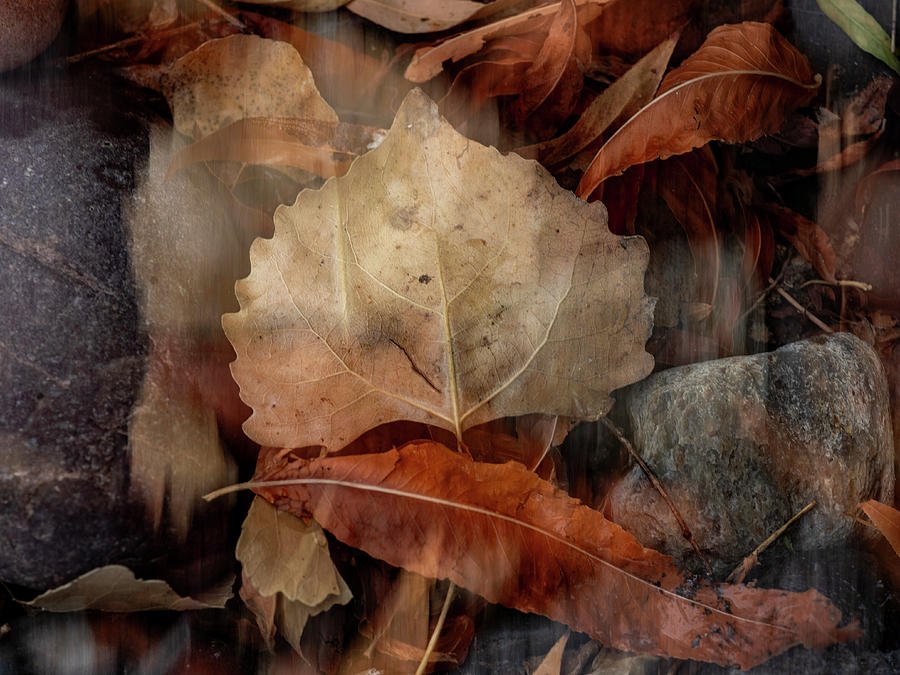 Visions of Autumn Photograph by Sue Cullumber