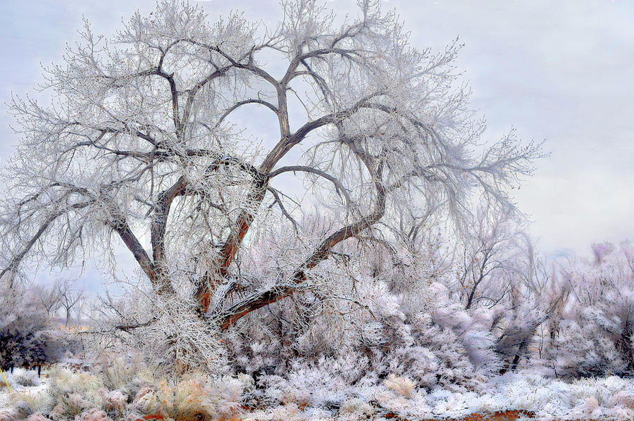 Cottonwood Winter Photograph by Wayne King