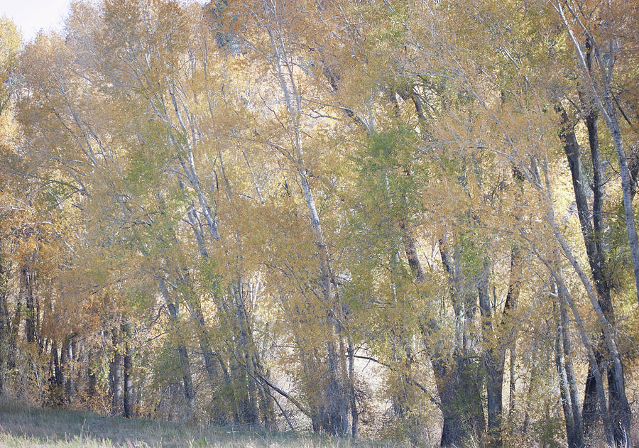 Cottonwoods in Fall Photograph by Gerri Duke