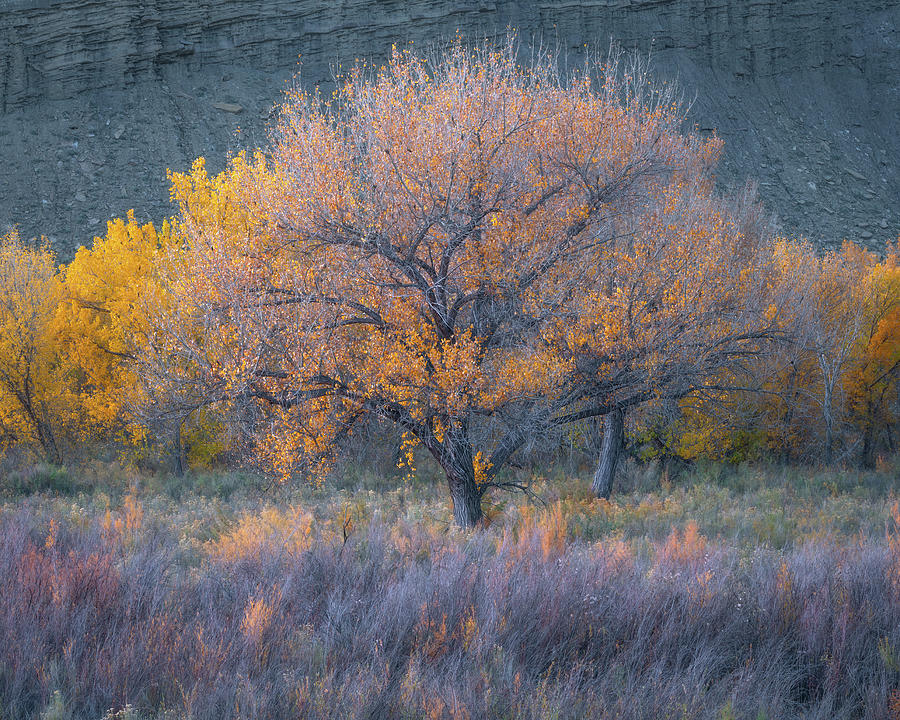 Cottonwoods in Meadow Photograph by Lawrence Pallant