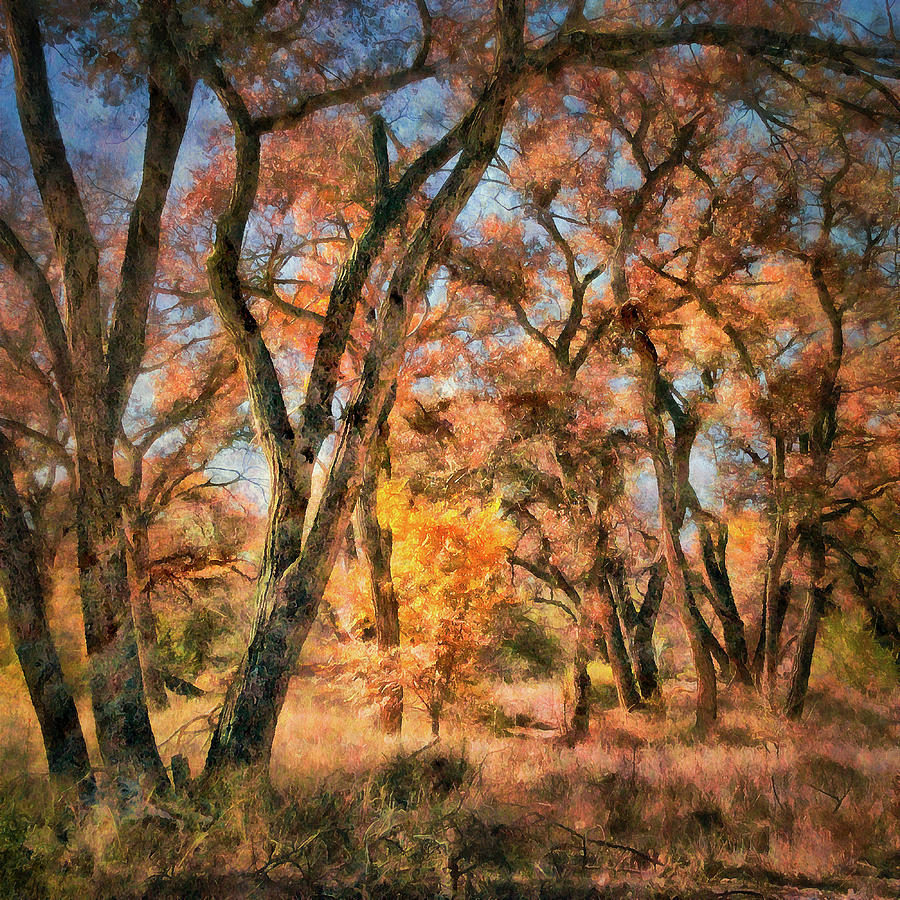 Cottonwoods Revisited Photograph by Mark Forte