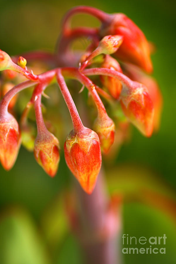 Cotyledon Macrantha Succulent Buds Photograph by Joy Watson