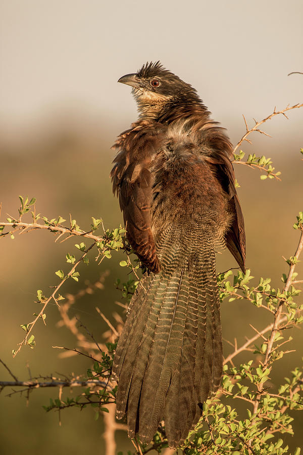 Bird Photograph - Coucal by MaryJane Sesto