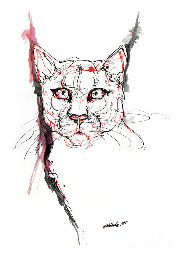 Cougar Drawing by Ang El