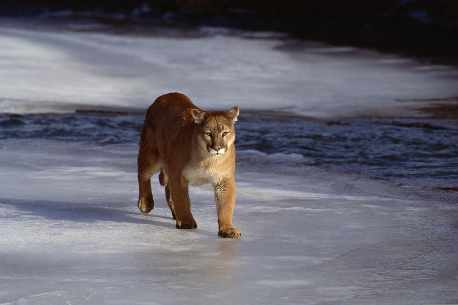 Cougar approaching on frozen ice , Montana Photograph by Comstock Images