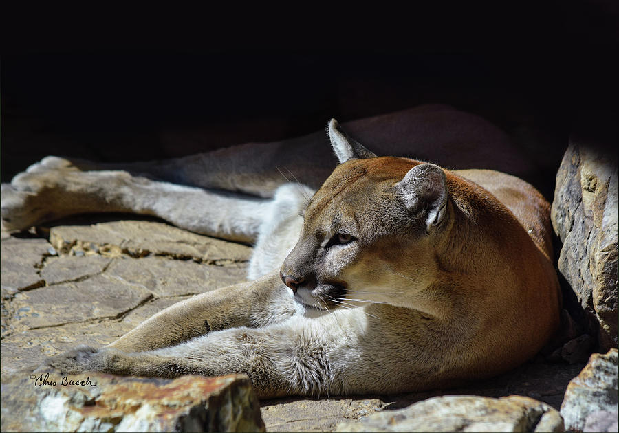 Cougar at Rest Photograph by Chris Busch