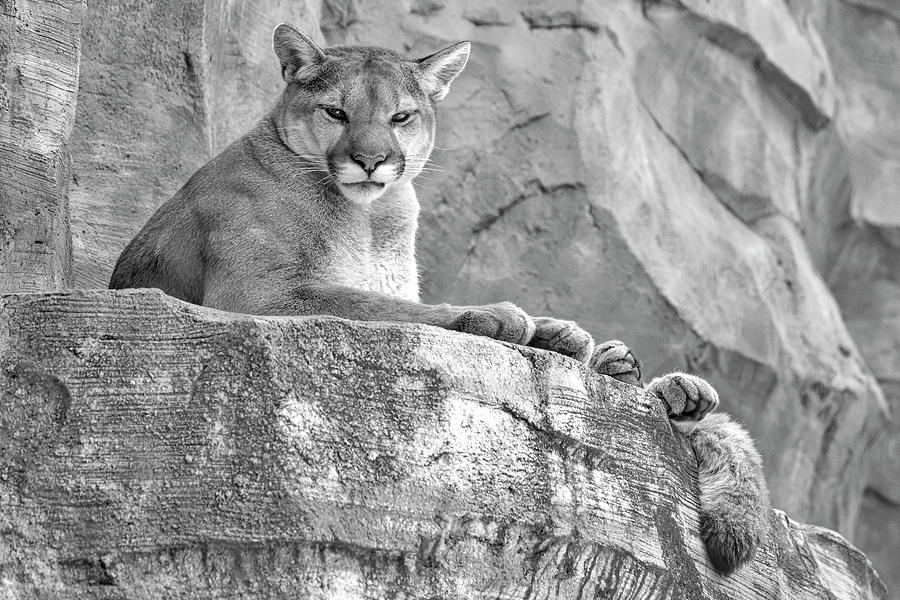 Cougar BW Photograph by Susan Candelario