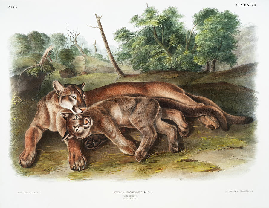 Cougar, Cougars. John Audubon Mixed Media by World Art Collective