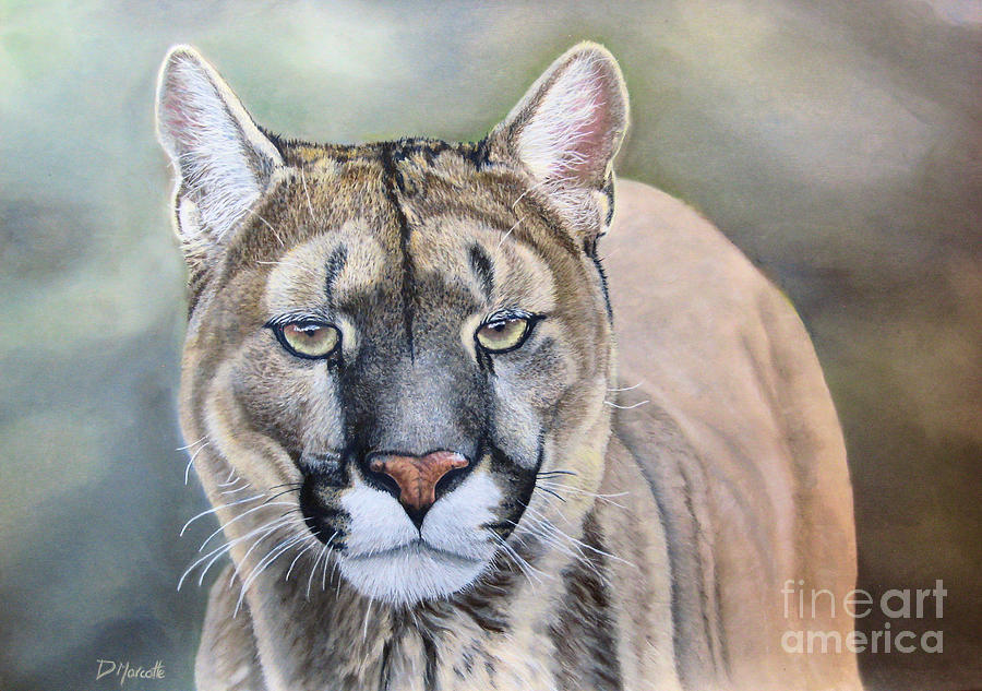 Cougar Painting By Diane Marcotte Fine Art America