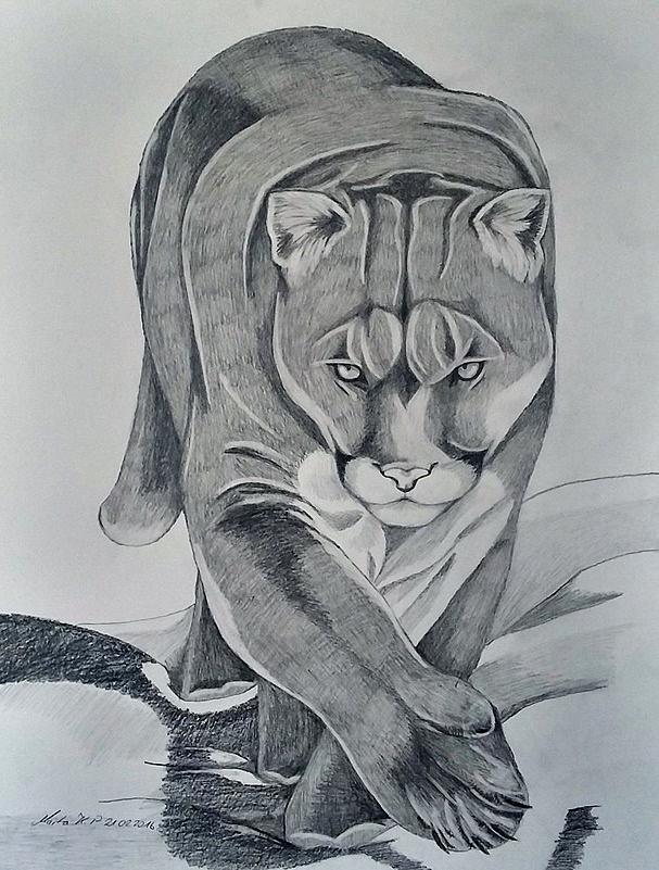 Cougar Drawing Drawing