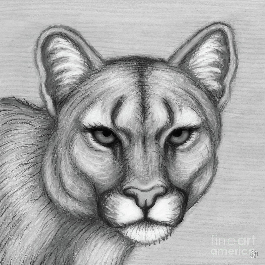 Cougar Glare. Black and White Drawing by Amy E Fraser