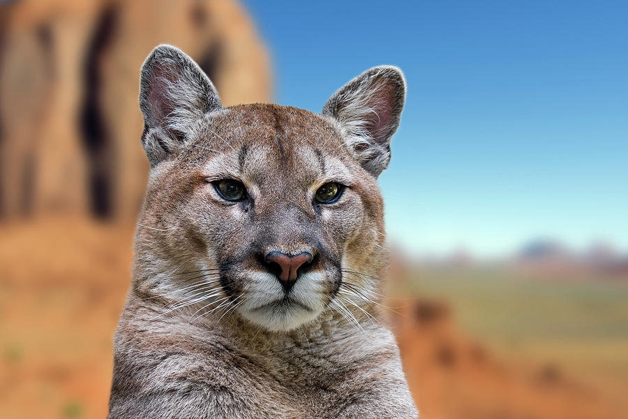 Cougar in Arizona Photograph by Arterra Picture Library