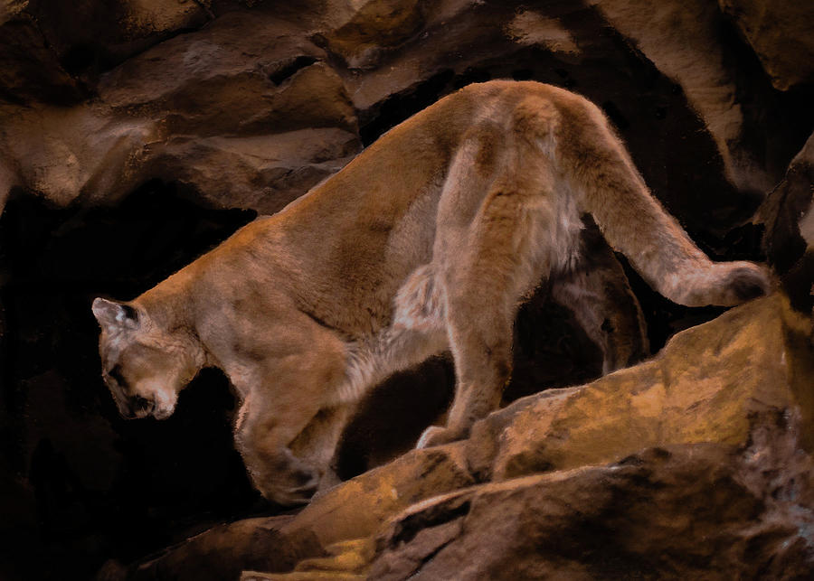 Cougar In Cave Photograph by John Jenkins - Fine Art America