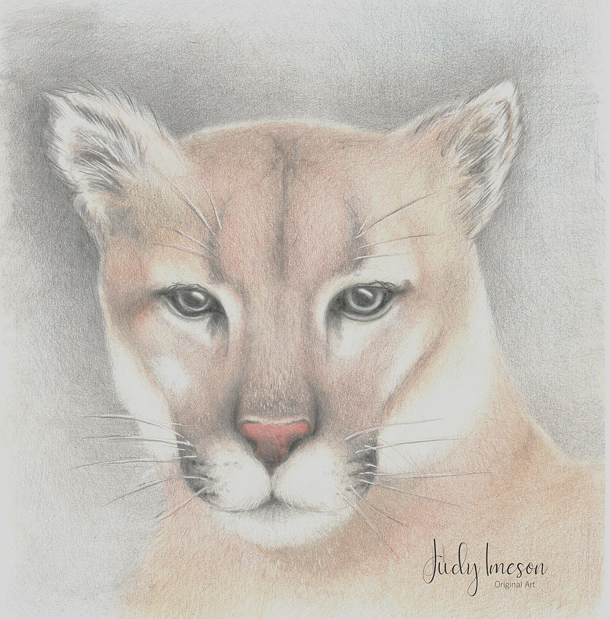Cougar Drawing by Judy Imeson