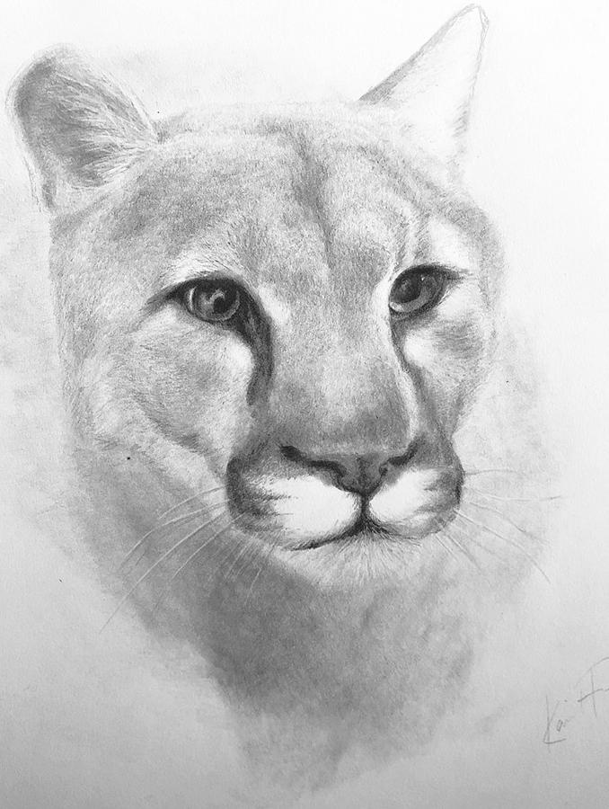 Cougar Drawing by Kate Huber | Fine Art America