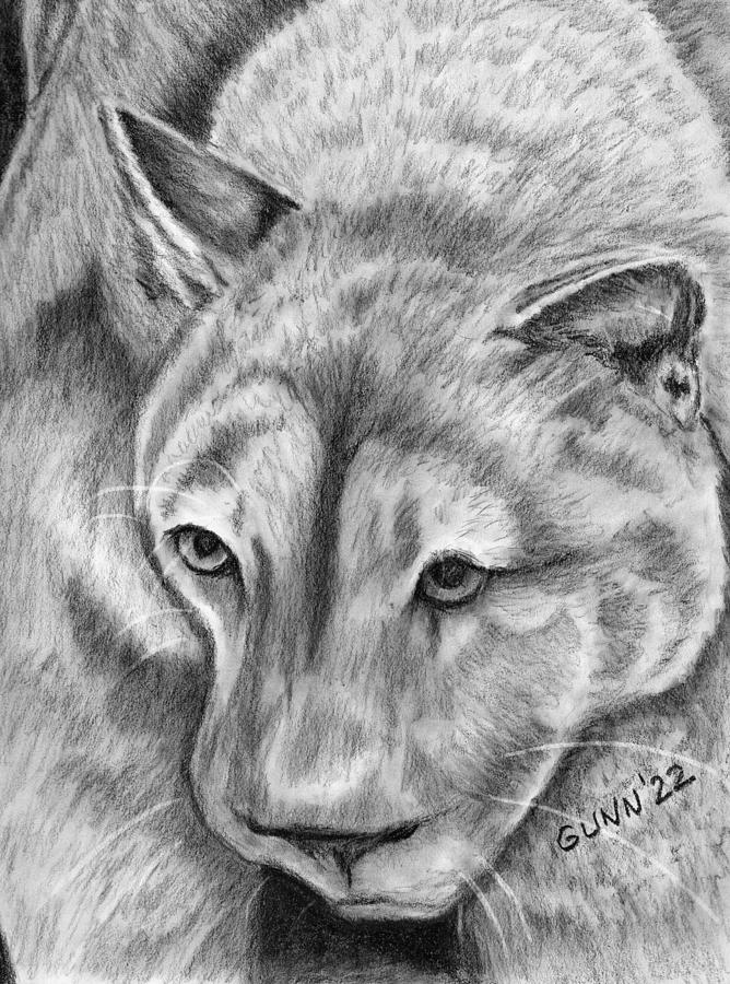 Cougar Drawing by Katrina Gunn