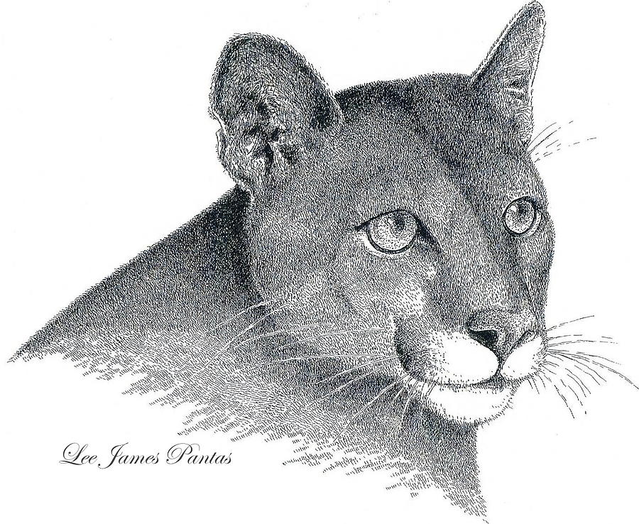 Cougar Drawing by Lee Pantas