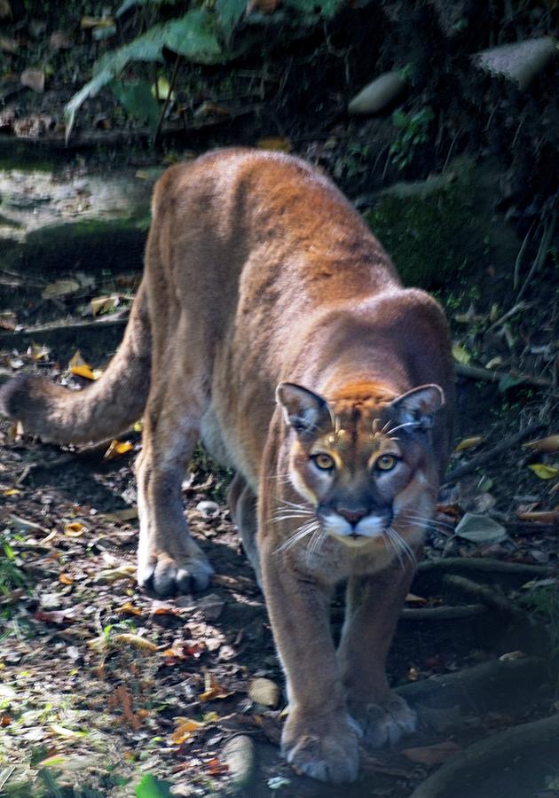 Cougar On The Prawl Photograph