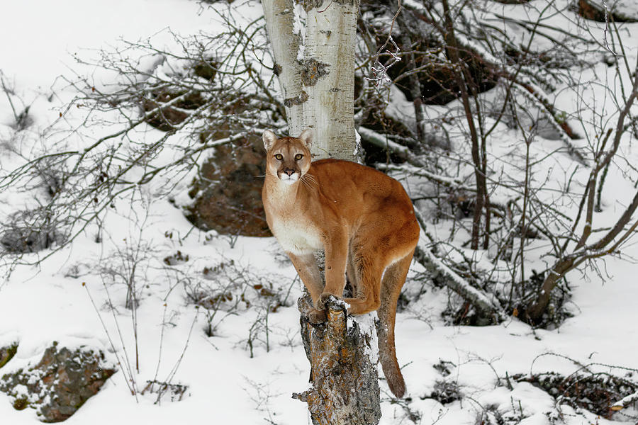 Cougar Perch Photograph by Wes and Dotty Weber