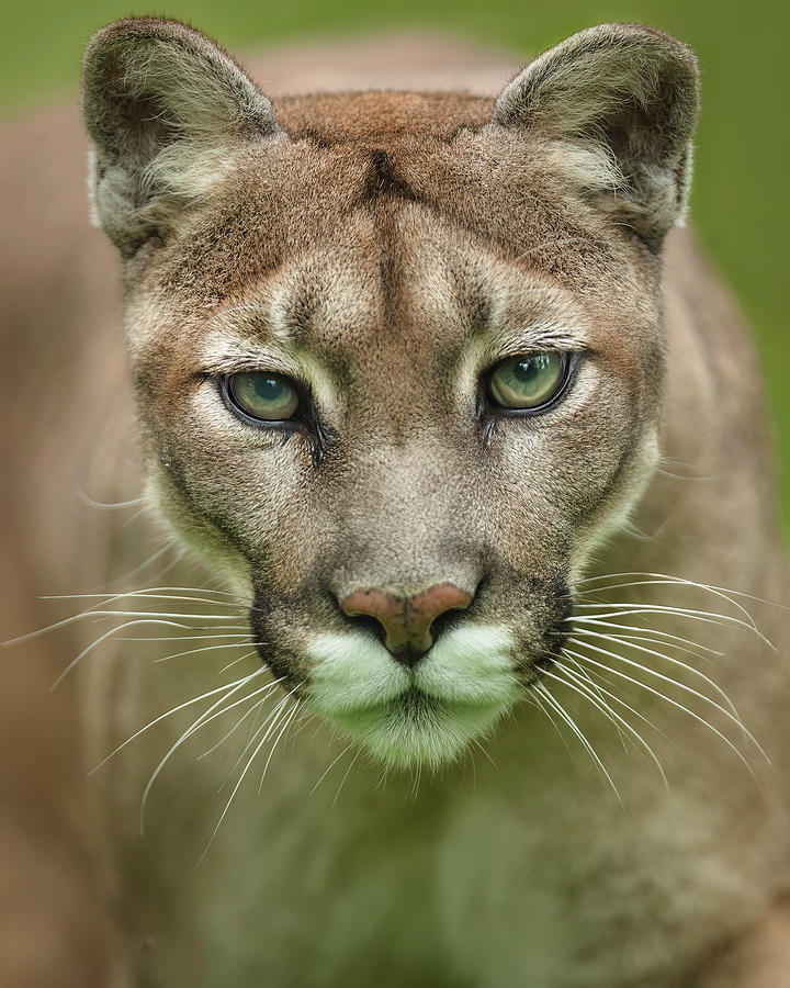 Cougar portrait Photograph by Murray Rudd