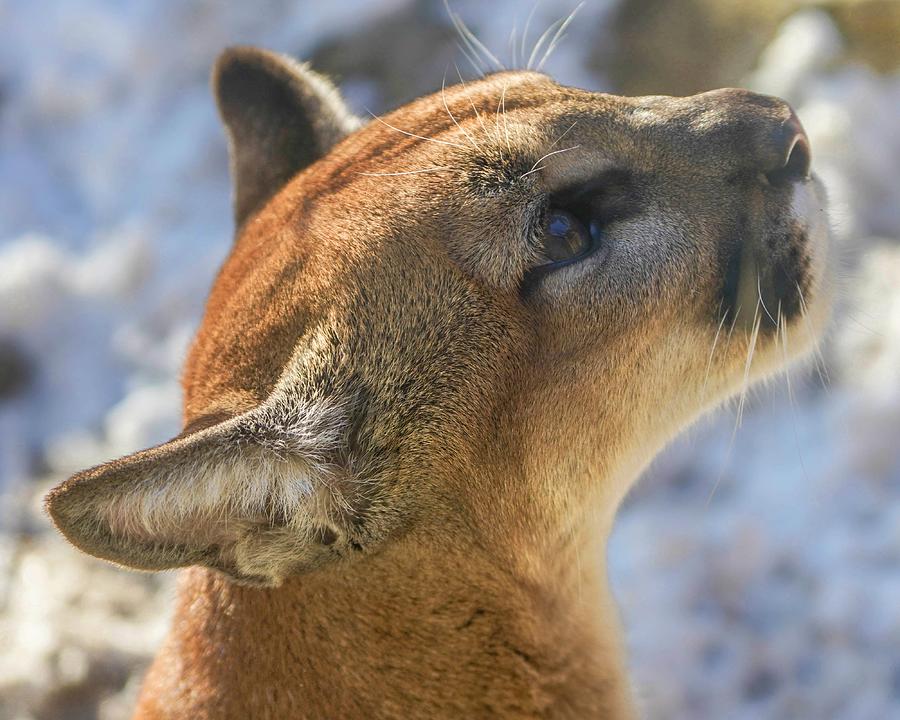 Cougar Portrait by Susan Rydberg Cougar Portrait by Susan Rydberg