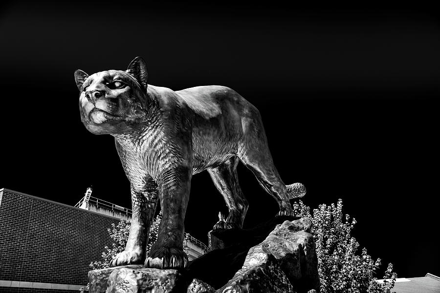 Cougar Pride Sculpture Photograph by David Patterson
