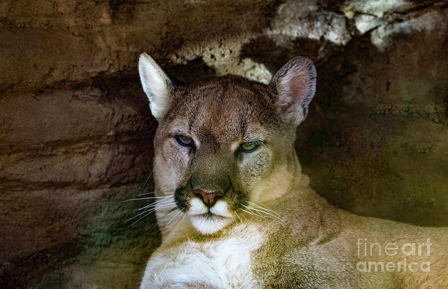 Cougar Photograph by Shirley Dutchkowski