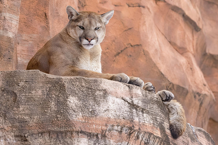 Cougar Photograph by Susan Candelario