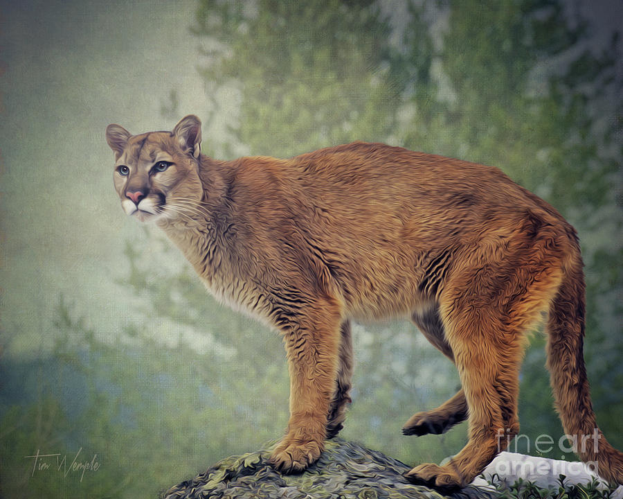 Cougar Digital Art by Tim Wemple