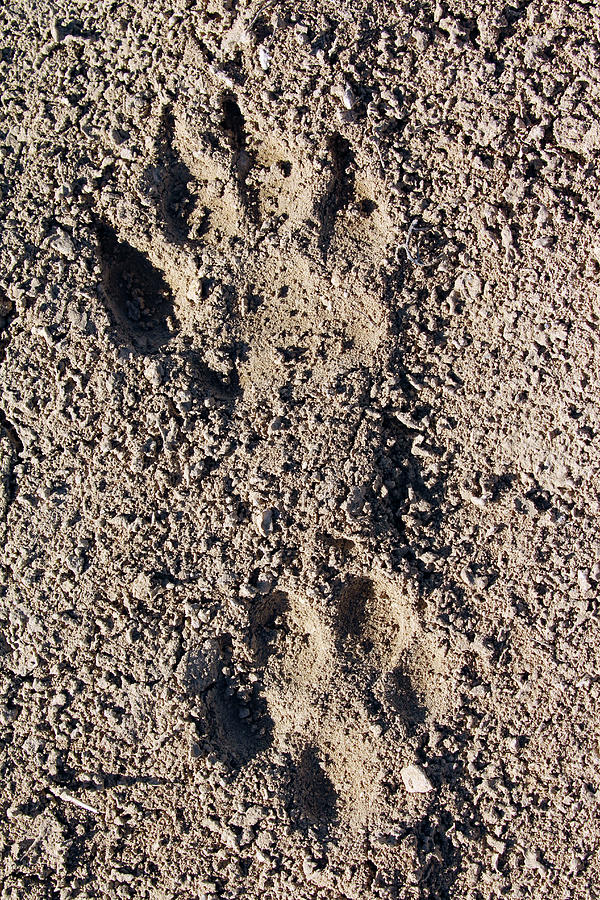Cougar Tracks Photograph by Jennifer Robin
