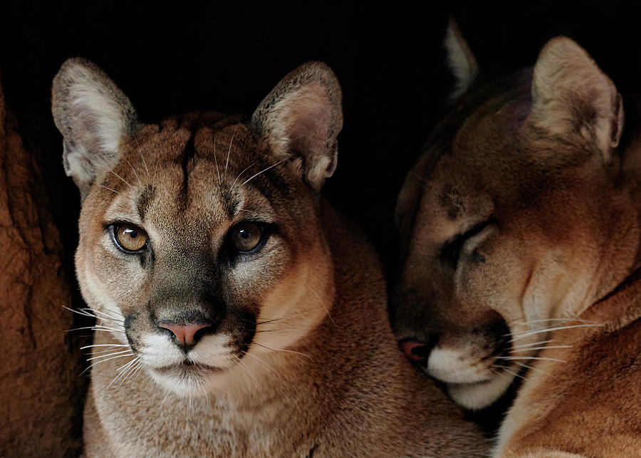 Cougars   Photograph by Jim Hughes