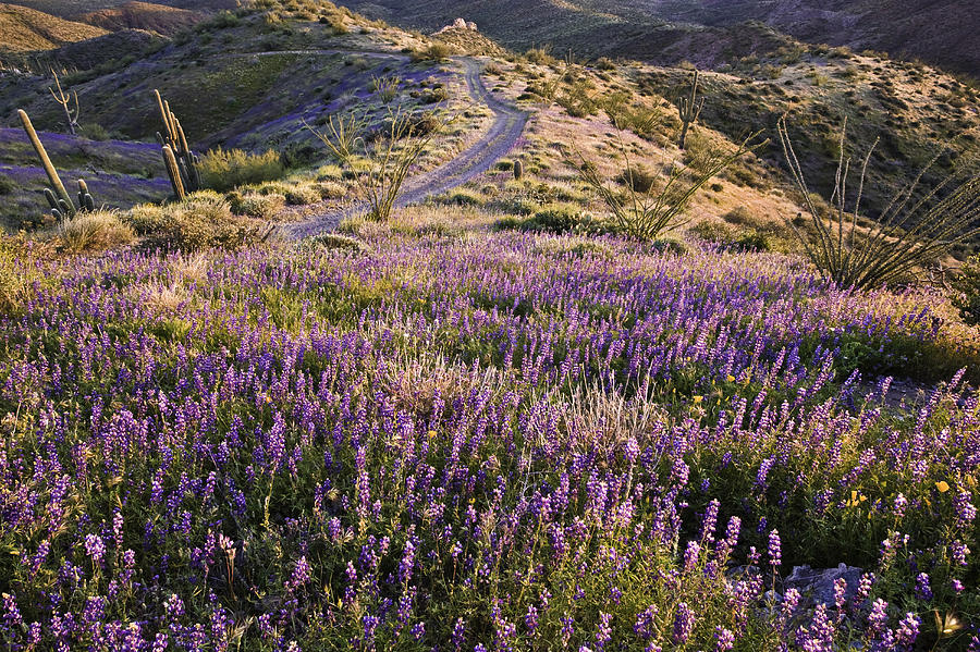 Coulters Lupine & desert road. Photograph by Morey Milbradt