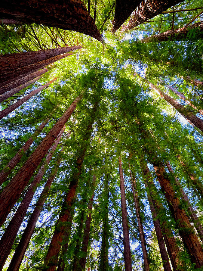Council Of Redwoods Photograph