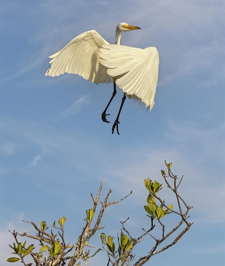 Egret Photograph - Count Egret In Flight by Susan Candelario