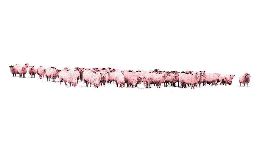 Counting Pink Sheep for Girls Room Photograph by Andrea Kollo