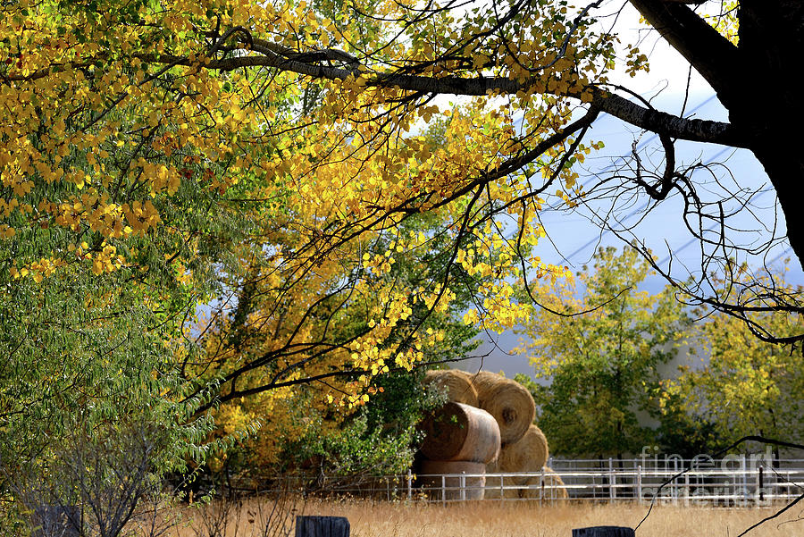 Country Autumn Photograph by Kae Cheatham