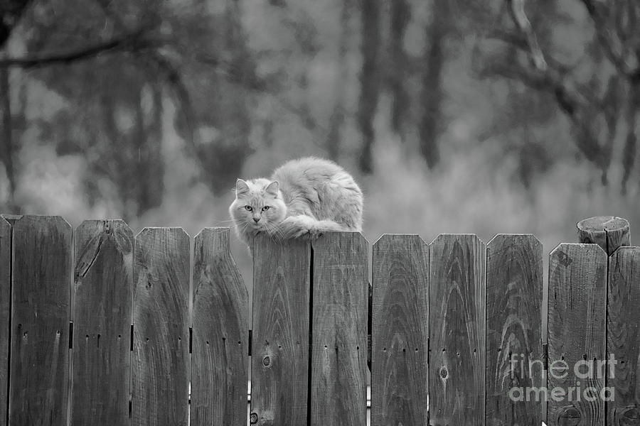 Country Cat Photograph
