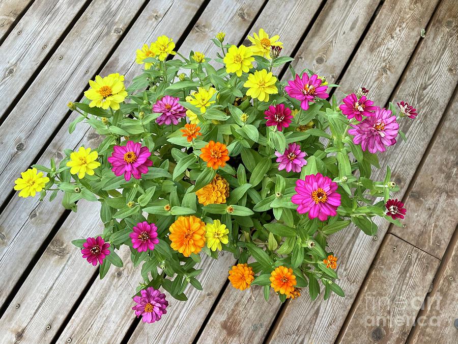 Country Charm Multi-Colored Zinnias Photograph by Carol Groenen