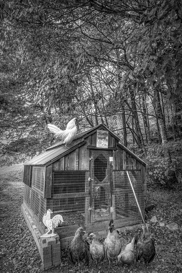 Animal Photograph - Country Chicken Coop Black and White by Debra and Dave Vanderlaan