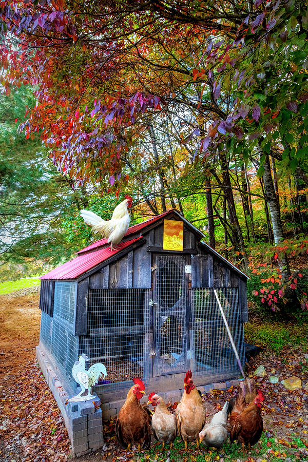 Country Chicken Coop Photograph by Debra and Dave Vanderlaan
