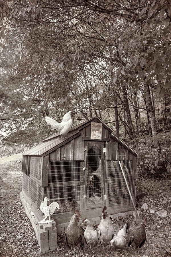 Country Chicken Coop in Vintage Sepia Photograph by Debra and Dave Vanderlaan