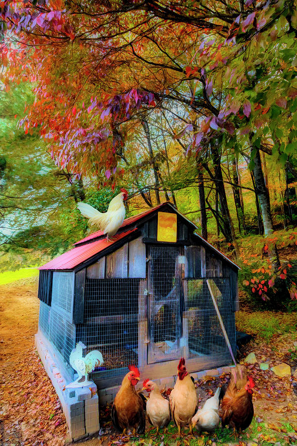 Country Chicken Coop Painting  Photograph by Debra and Dave Vanderlaan