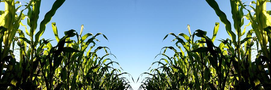 Summer Photograph - Country Corn by Will Borden