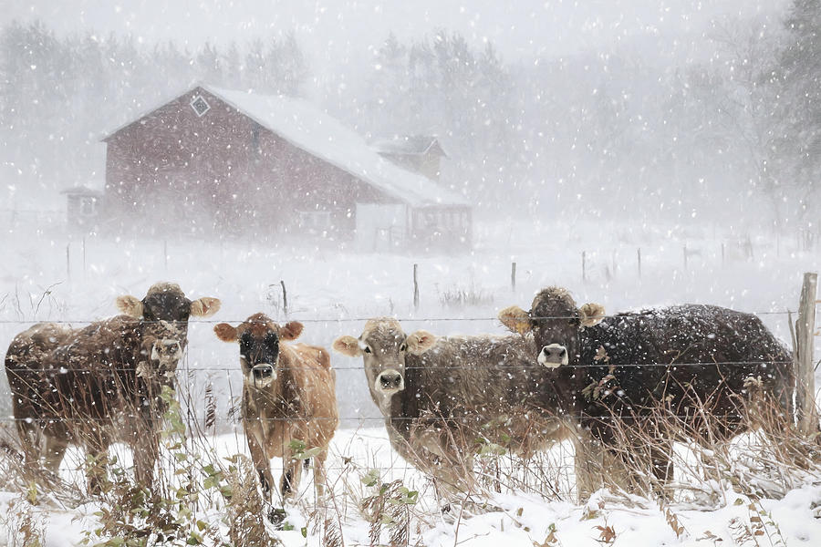 Country Cows in a Blizzard Mixed Media by Lori Deiter
