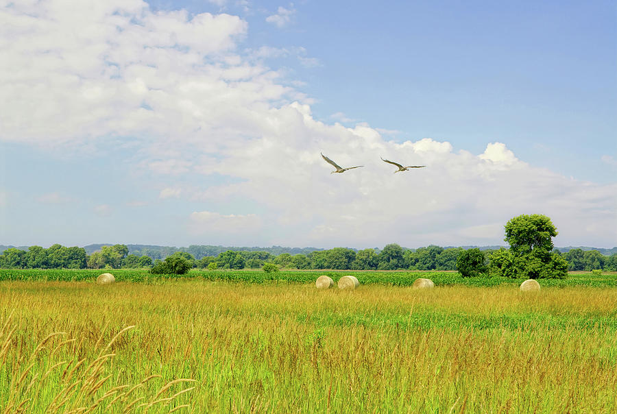Country Escape and Sandhill Cranes Photograph by Kathi Mirto